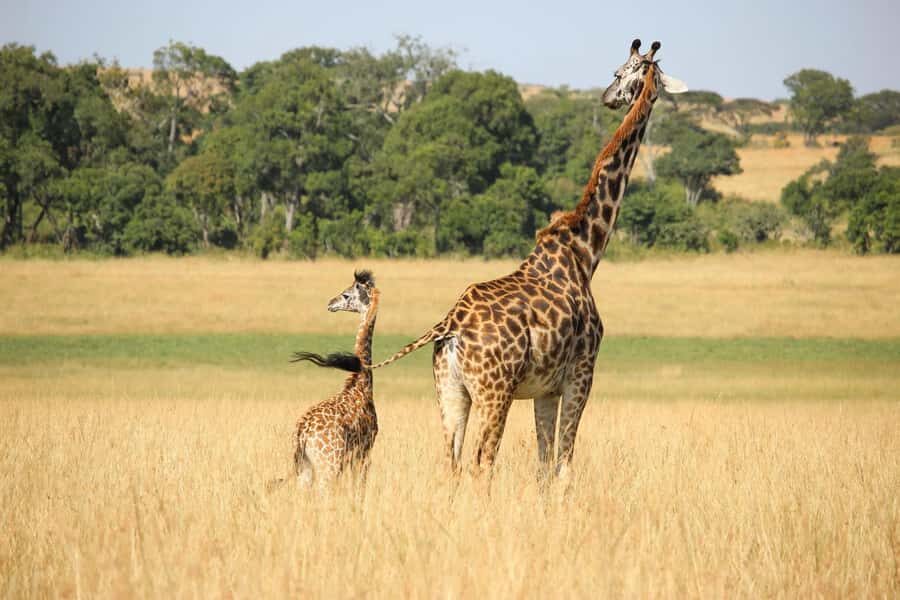 3 days Tsavo East and Amboseli safari from Diani/Mombasa - Key highlights you’ll actually feel on this safari