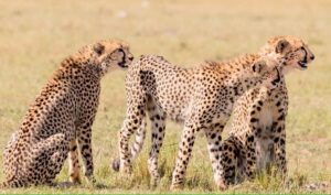 3 days Tsavo East and Amboseli safari from Diani/Mombasa - Voi lodge reset and a second Tsavo East sunset drive