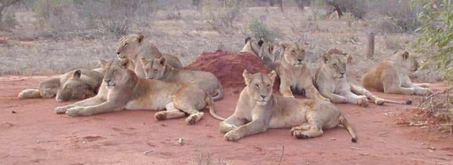 3 days Tsavo East and Amboseli safari from Diani/Mombasa - Tsavo East to Amboseli: afternoon arrival and Kilimanjaro at sunset
