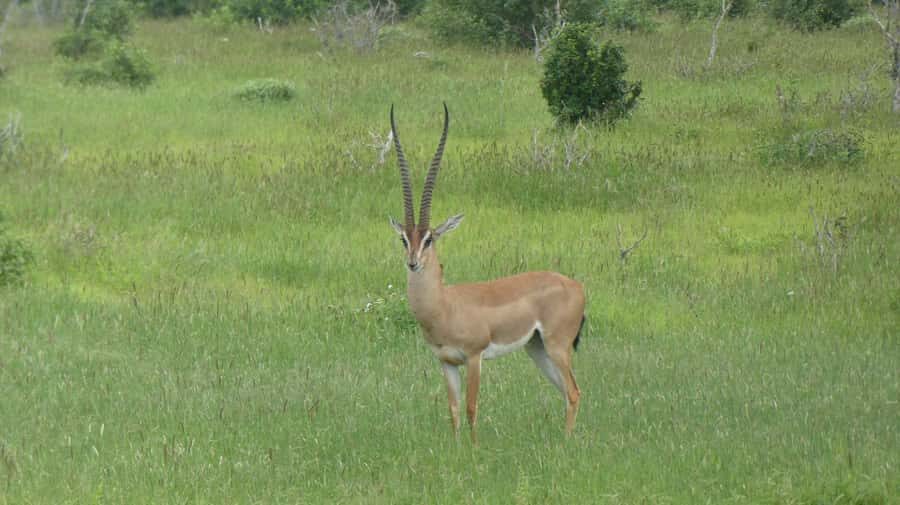 3 days Tsavo East and Amboseli safari from Diani/Mombasa - One more morning drive, then a late-afternoon return to Diani/Mombasa