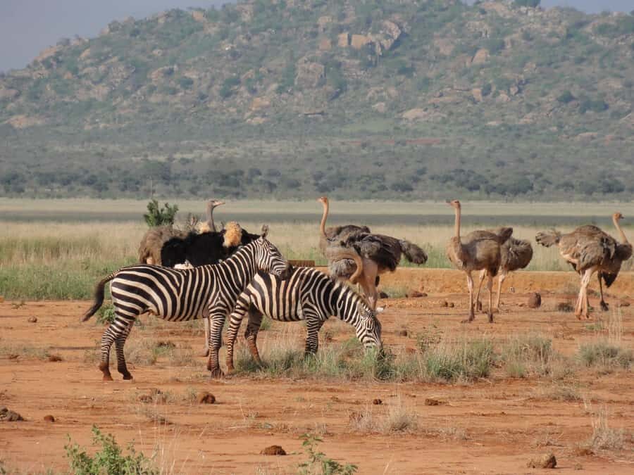 3 days Tsavo East and Amboseli safari from Diani/Mombasa - Who should book this safari, and who should skip it