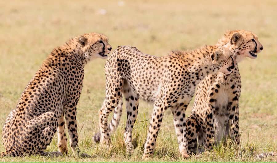 3 days Tsavo East and Amboseli safari from Diani/Mombasa - Voi lodge reset and a second Tsavo East sunset drive