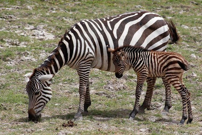 3 Days(2 nights) Tsavo East Tour & Saltlick (Cost based on minimum 2 persons) - Day 1 from Mombasa at 7:30: Bachuma Gate and your first big-park push