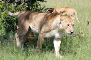 3 Days(2 nights) Tsavo East Tour & Saltlick (Cost based on minimum 2 persons) - Tsavo East National Park: the first night sets up the whole trip