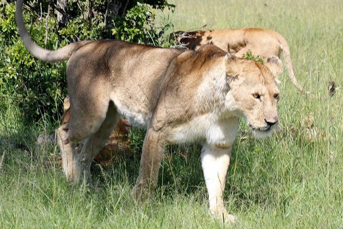 3 Days(2 nights) Tsavo East Tour & Saltlick (Cost based on minimum 2 persons) - Tsavo East National Park: the first night sets up the whole trip