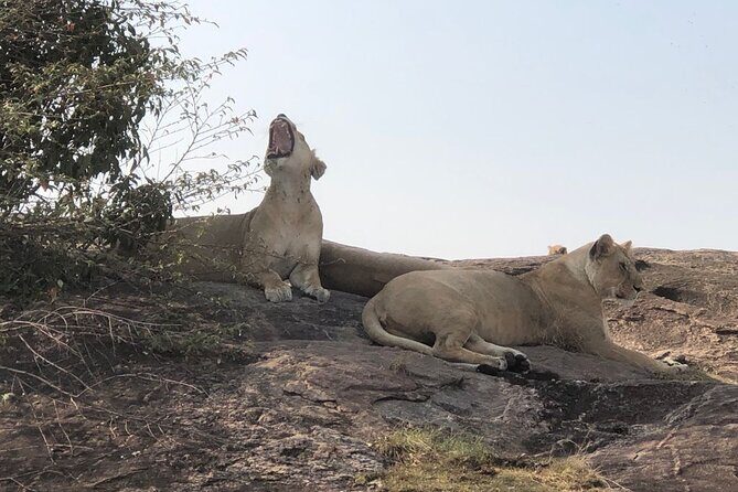 3days/2nights group joining Masai Mara with Masai Village Visit - Nairobi Pickup to the Reserve: Transport That Helps You Spot Animals