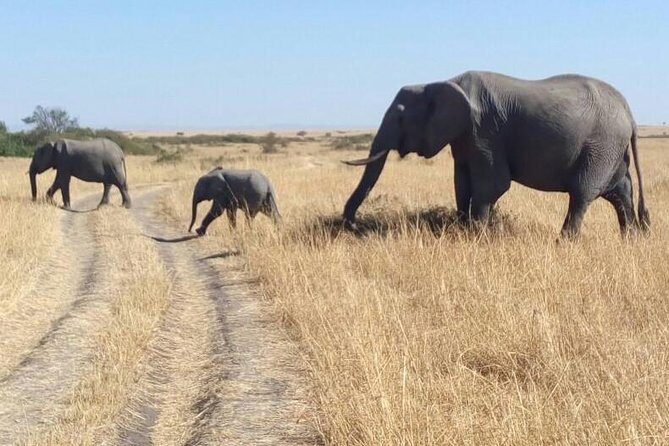 3days/2nights group joining Masai Mara with Masai Village Visit - Day 2: Two Long Mara Days for Big Cats, Migration, and River Life