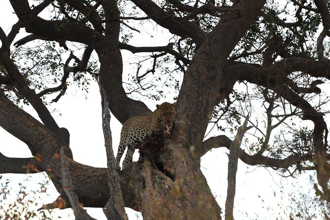3days/2nights group joining Masai Mara with Masai Village Visit - Day 3: Masai Village Visit Then Head Back to Nairobi