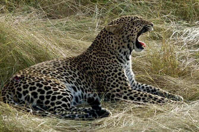3days/2nights group joining Masai Mara with Masai Village Visit - Should You Book This Masai Mara 3-Day Group Safari?