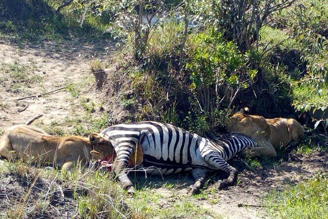 3Days 2nights Masai Mara group joining safari - Full day in the reserve: Day 2’s Big Five focus