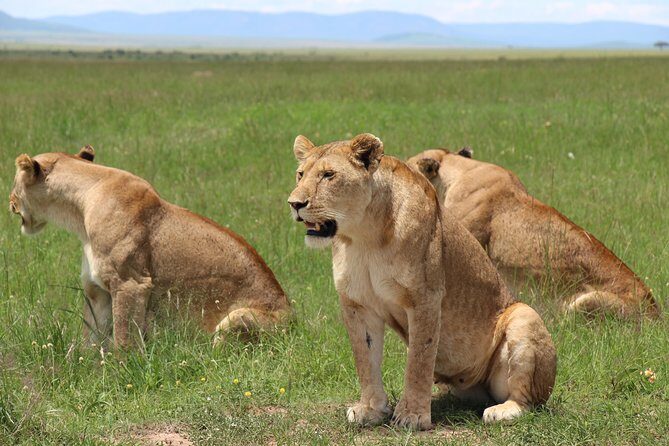 3days Masai Mara private safari with a 4x4 land cruiser Jeep - Key points before you go
