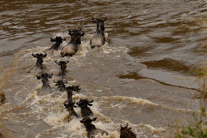 3days Masai Mara private safari with a 4x4 land cruiser Jeep - Why a 4x4 with a pop-up roof matters in Masai Mara