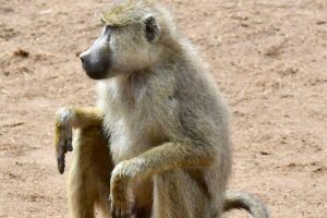 3days Masai Mara private safari with a 4x4 land cruiser Jeep - Nairobi to Masai Mara: the Rift Valley stop and your first real drive