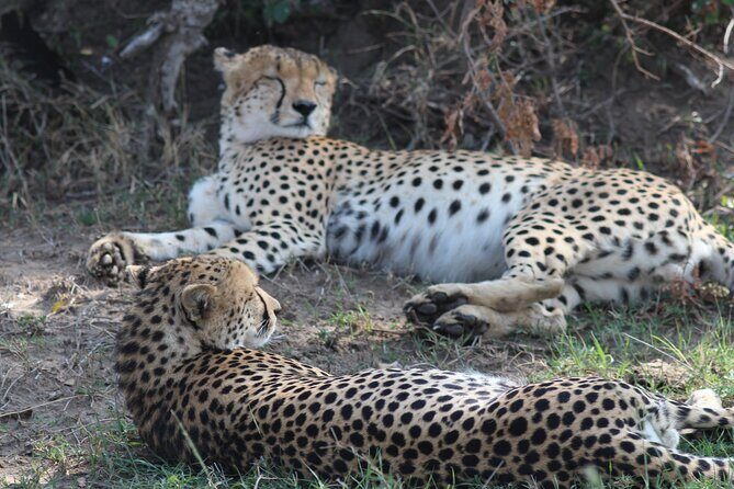 3days Masai Mara private safari with a 4x4 land cruiser Jeep - Masai village option and the return to Nairobi in the evening