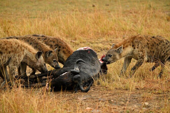 3days Masai Mara private safari with a 4x4 land cruiser Jeep - Price and what you truly get for $1,527 per person