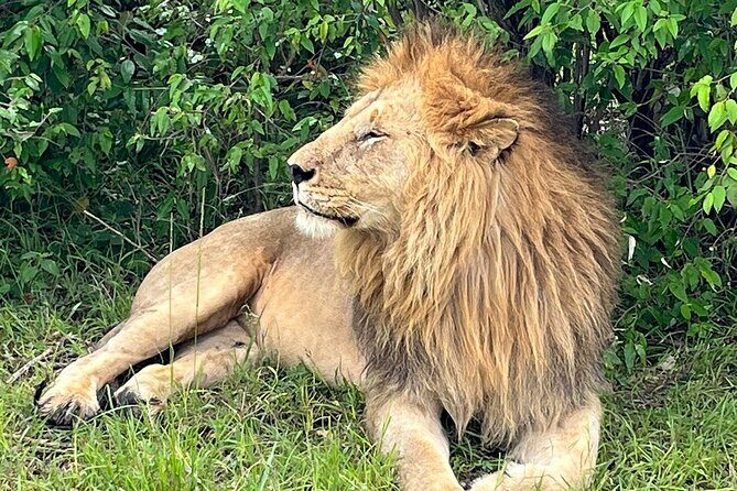 4-Day Adventure to Lake Nakuru & Maasai Mara - Optional Masai Village and Carnivore Lunch: Cultural Stop Without the Detour