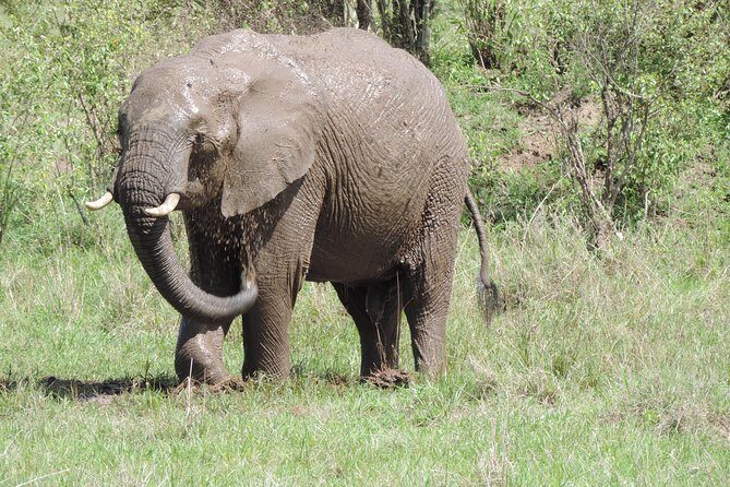 4-Day Adventure to Lake Nakuru & Maasai Mara - Lake Nakuru: Flamingo Bands, Rhino Numbers, and 400+ Birds