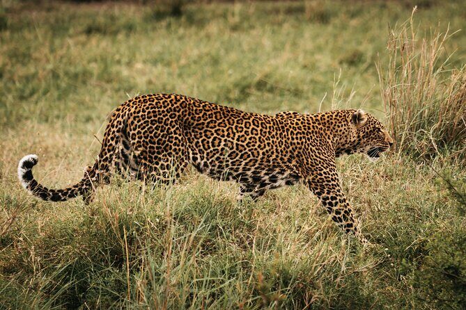 4-Day Maasai Mara and Lake Nakuru Safari from Nairobi - Why Maasai Mara + Lake Nakuru works as a 4-day plan from Nairobi