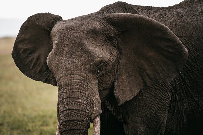 4-Day Maasai Mara and Lake Nakuru Safari from Nairobi - Day 3: Drive to Lake Nakuru and the flamingo-focused birding vibe