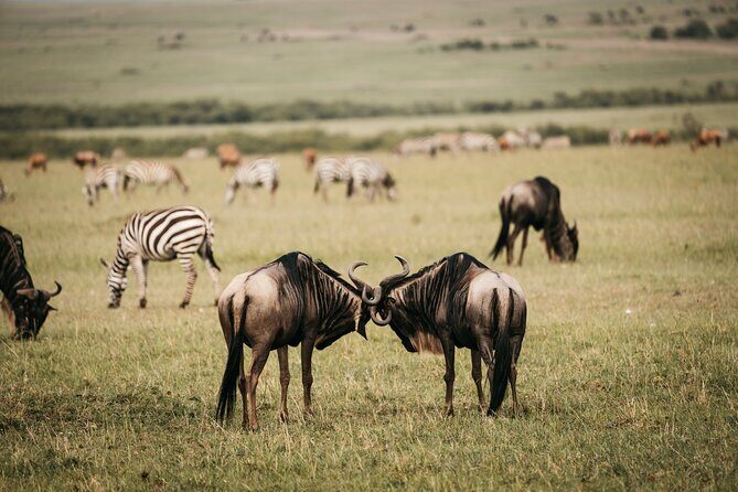 4-Day Maasai Mara and Lake Nakuru Safari from Nairobi - Day 4: A second Lake Nakuru game drive, then back to Nairobi