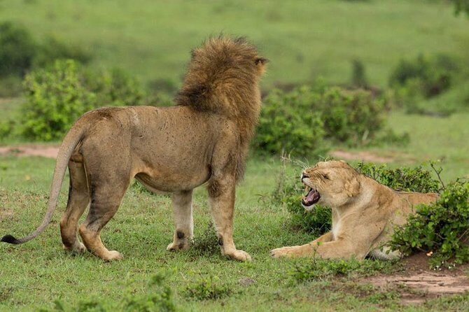 4-Day Maasai Mara and Lake Nakuru Safari from Nairobi - Price and value: what you’re really paying for