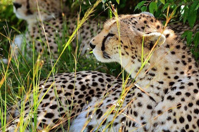 4-Day Masai Mara and Lake Nakuru Jeep Safari - The Nairobi-to-Maasai Mara-to-Lake Nakuru flow (and why it works)