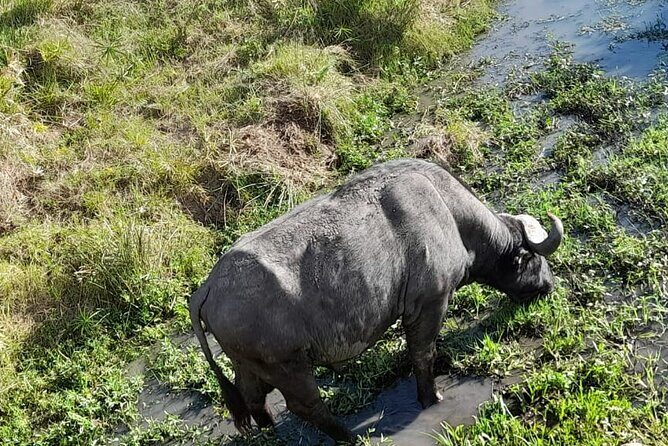 4-Day Masai Mara and Lake Nakuru Jeep Safari - Lake Nakuru day four: Pink Lake flamingos and a rhino-and-bird checklist