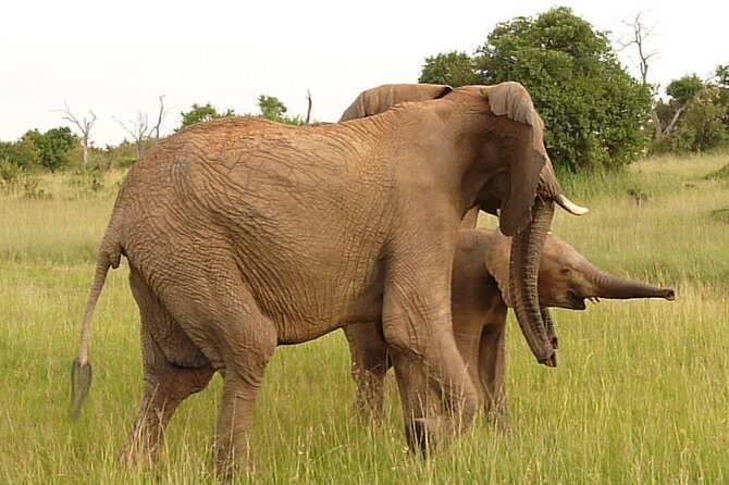 4-Day Masai Mara Big Five Safari - Camp nights inside the Mara: why the overnight rhythm matters
