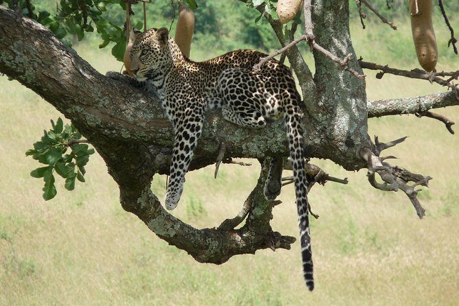 4-Day Masai Mara Big Five Safari - Guides and safety: how route knowledge and patience shape the whole safari