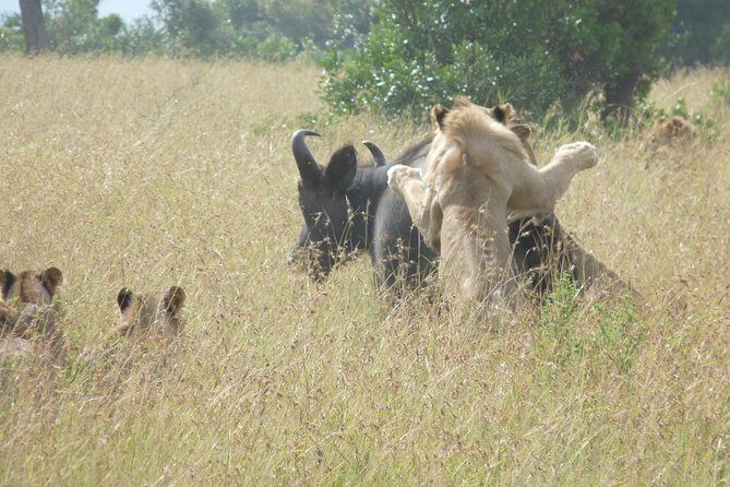 4-Day Masai Mara Big Five Safari - Day 4 return to Nairobi: a smoother finish with an en-route meal