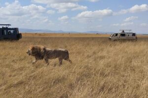 4-Day Masai Mara, L Naivasha and L Nakuru Safari - Your first Masai Mara game drive: what you can realistically expect