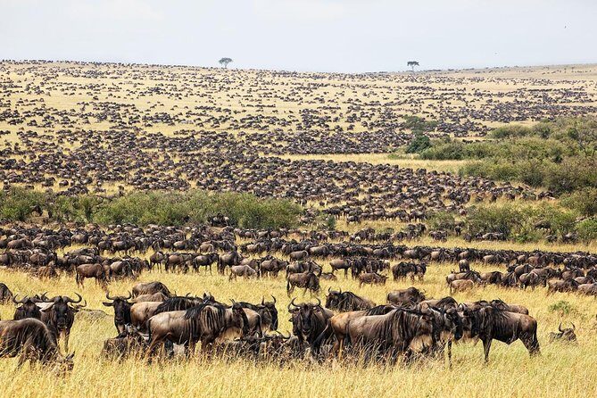 4 Day Masai Mara & Lake Nakuru Group Joining Camping Safari - Daily Departures - Lake Nakuru Day 4: flamingos, rhinos, and a birdwatcher’s checklist