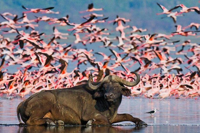 4 Day Masai Mara & Lake Nakuru Group Joining Camping Safari - Daily Departures - Camping style and meals: included comfort that keeps you on safari time