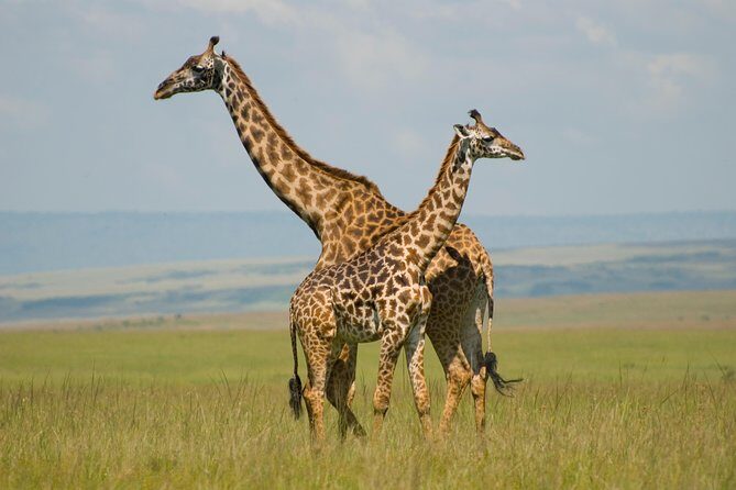 4 Day Masai Mara & Lake Nakuru Group Joining Camping Safari - Daily Departures - Day 1 Maasai Mara: Rift Valley drive, viewpoint break, and evening safari