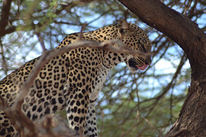 4 Day Private Masai Mara Flight Safari Tour from Nairobi - Price and logistics: what $3,900 per person actually covers