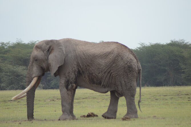 4 Day Private Masai Mara Flight Safari Tour from Nairobi - What kind of traveler this private Mara safari suits best