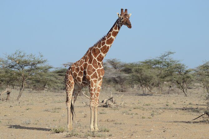 4 Day Private Masai Mara Flight Safari Tour from Nairobi - Reliability factors: weather, early starts, and open-top comfort