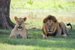 4-Day Tour in Lake Nakuru, Lake Naivash, Masai Mara from Nairobi - Nairobi to the Rift Valley lakes: the 7:00 am start that pays off