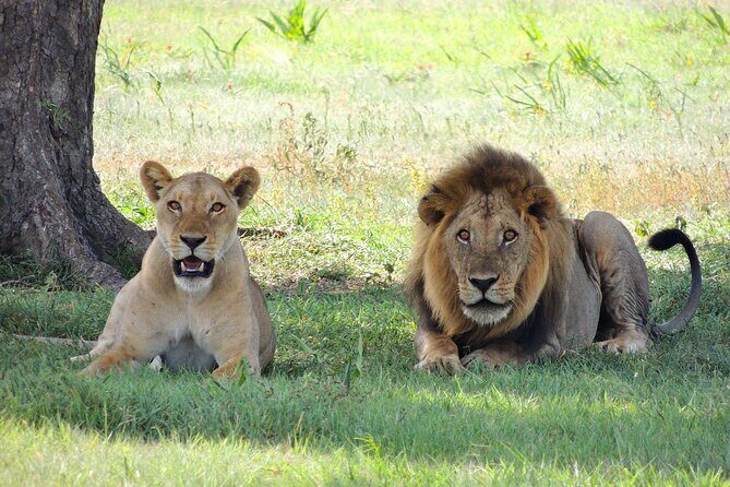 4-Day Tour in Lake Nakuru, Lake Naivash, Masai Mara from Nairobi - Nairobi to the Rift Valley lakes: the 7:00 am start that pays off