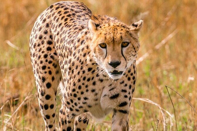 4 Days Landcruiser Safari to Masai Mara and Lake Nakuru - Why Masai Mara Plus Lake Nakuru Is a Smart 4-Day Choice