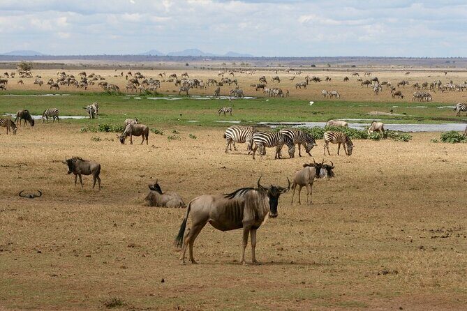 4 Days Landcruiser Safari to Masai Mara and Lake Nakuru - Masai Mara Day One: Lunch at the Camp and a Classic Sundowner Drive