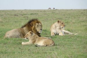 4 Days Landcruiser Safari to Masai Mara and Lake Nakuru - Masai Mara Day Two: Big Five Odds and a Flexible Culture Option
