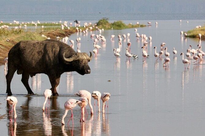 4 Days Landcruiser Safari to Masai Mara and Lake Nakuru - Lake Nakuru Day Three: Birdlife First, Rhino Chances Close Behind