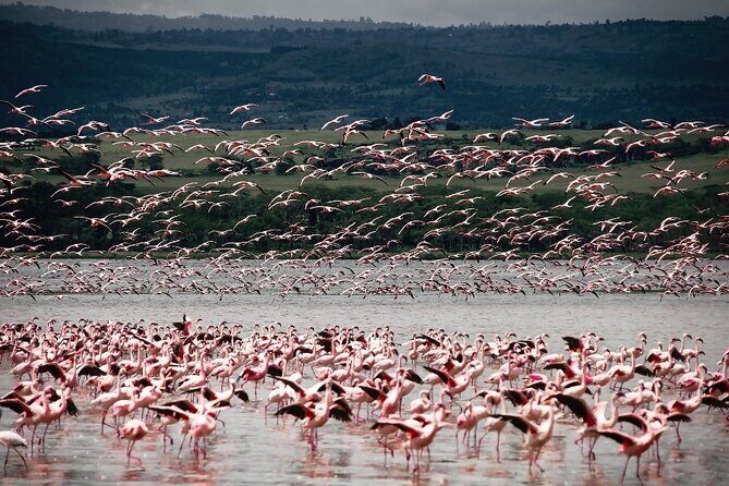 4 Days Landcruiser Safari to Masai Mara and Lake Nakuru - Value for $660: What You’re Really Paying For