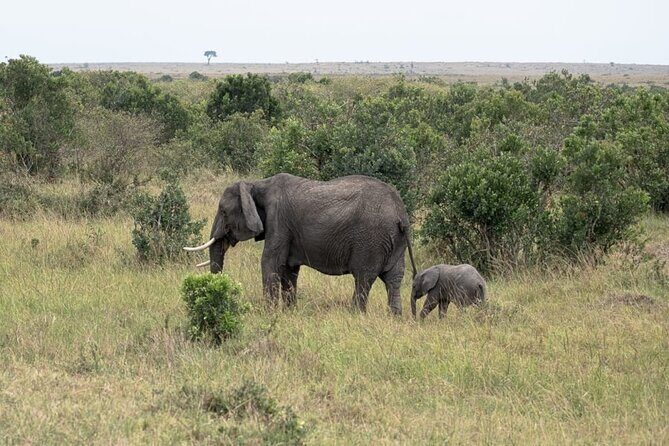 4 Days Landcruiser Safari to Masai Mara and Lake Nakuru - The Driver/Guide Factor: Francis, David Mwangi, Papa, and More