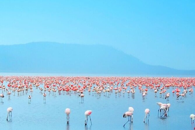 4 Days Landcruiser Safari to Masai Mara and Lake Nakuru - Practical Tips to Help You Enjoy Every Drive