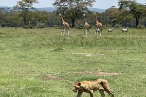 4 Days Masai Mara and Lake Nakuru Mid-Luxury safari - Day 1 in Lake Nakuru National Park: pink lake time and real rhino stakes