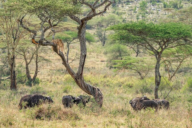 4 Days Masai Mara and Lake Nakuru Mid-Luxury safari - Should you book this Masai Mara and Lake Nakuru safari?