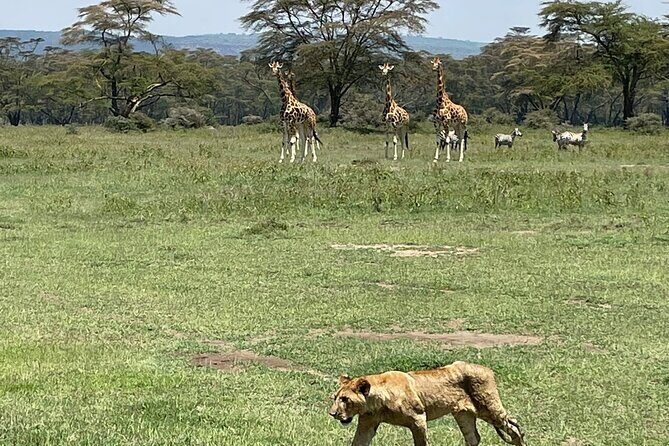 4 Days Masai Mara and Lake Nakuru Mid-Luxury safari - Day 1 in Lake Nakuru National Park: pink lake time and real rhino stakes