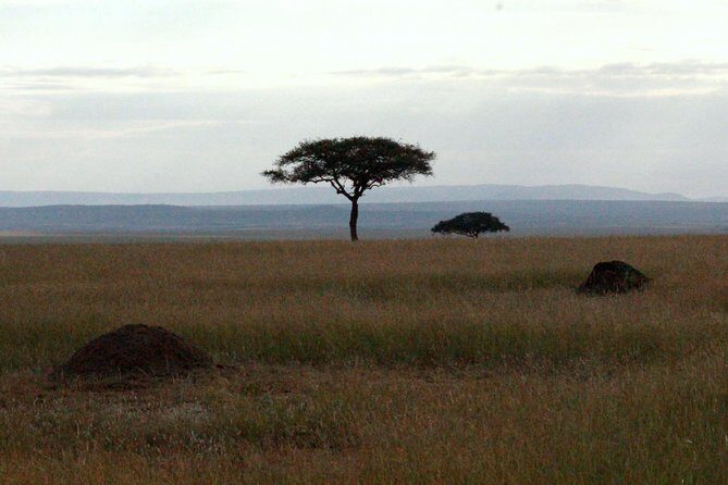4 Days Masai Mara Camping Safari - Day 3 on the Mara River: the migration myth you can actually watch